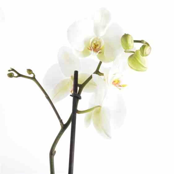 Phalaenopsis hybride blanche (orchidée papillon) taille pot de 1 litre - 60/70 cm