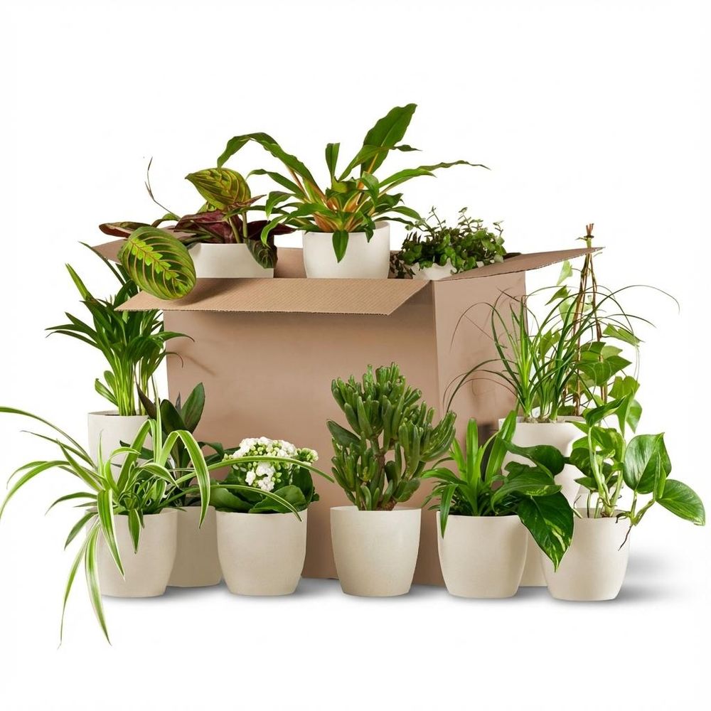 Box surprise de plantes d'intérieur - lot de 12 - avec pots blancs - plante d’intérieur