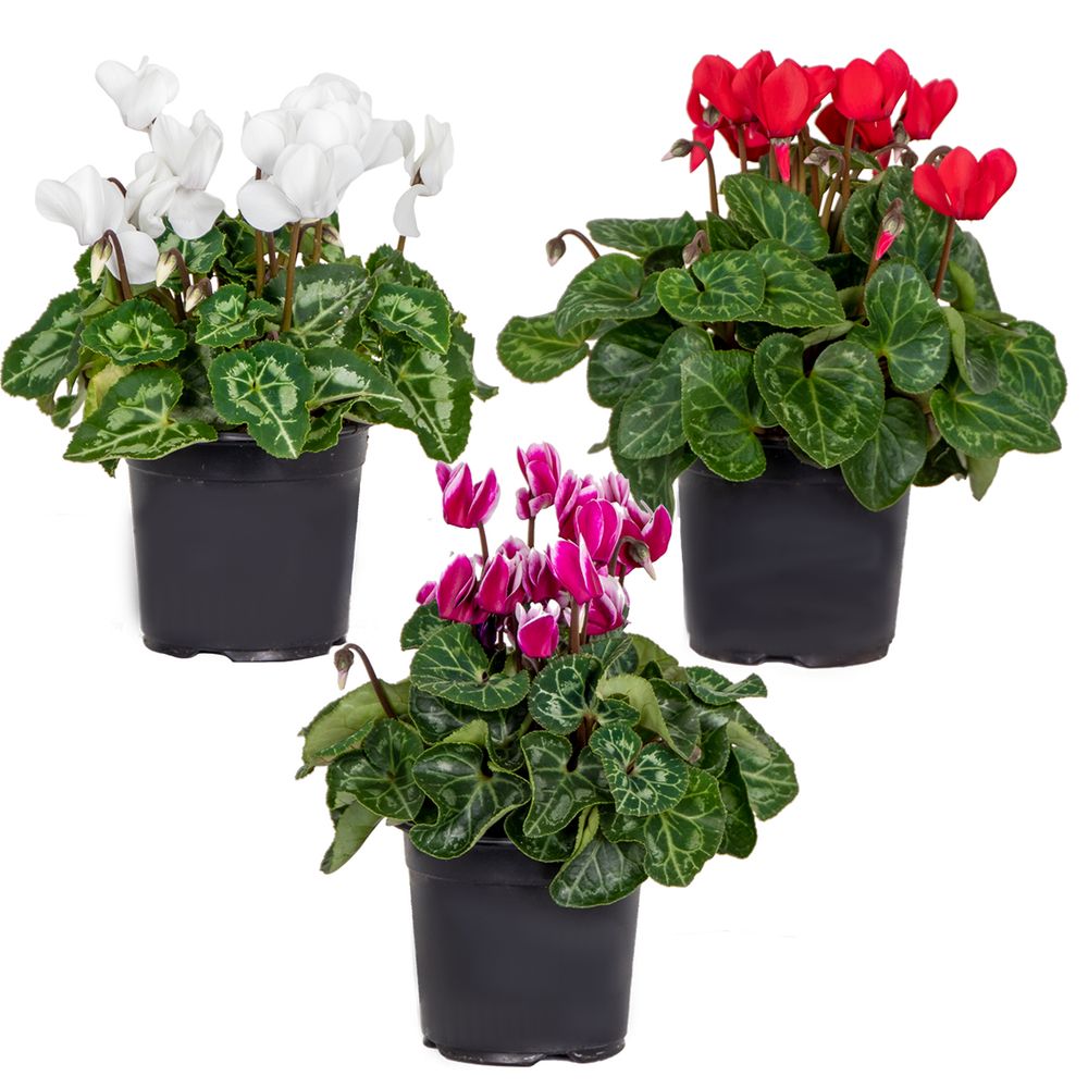 Lot de 3 - cyclamen persicum - cyclamen de patio - plantes vivaces - h. 15-25 cm - p. 10,5 cm