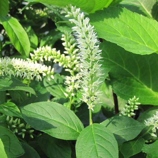 Itéa de virginie pot de 3l/4l