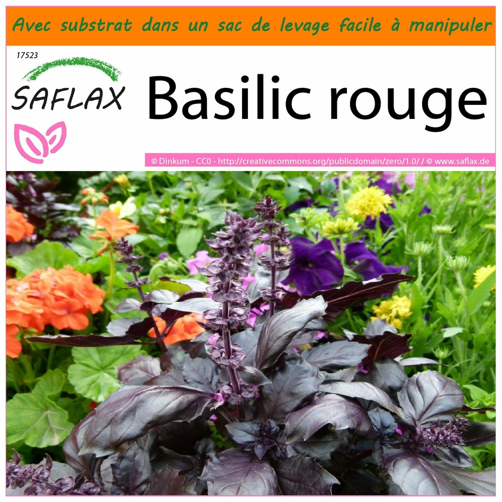 Garden in the bag - basilic rouge - 200 graines - ocimum basilicum