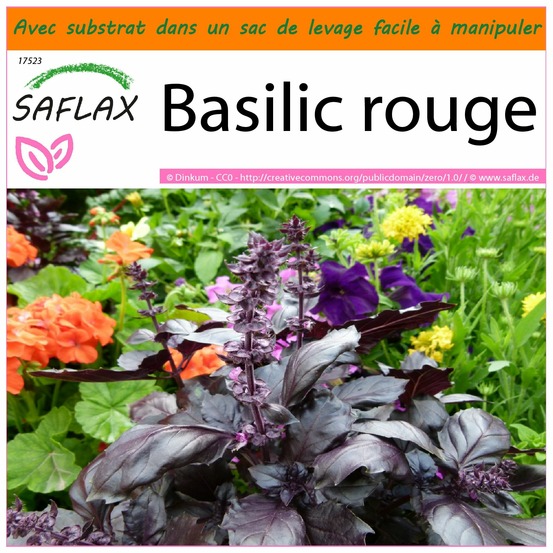 Garden in the bag - basilic rouge - 200 graines - ocimum basilicum