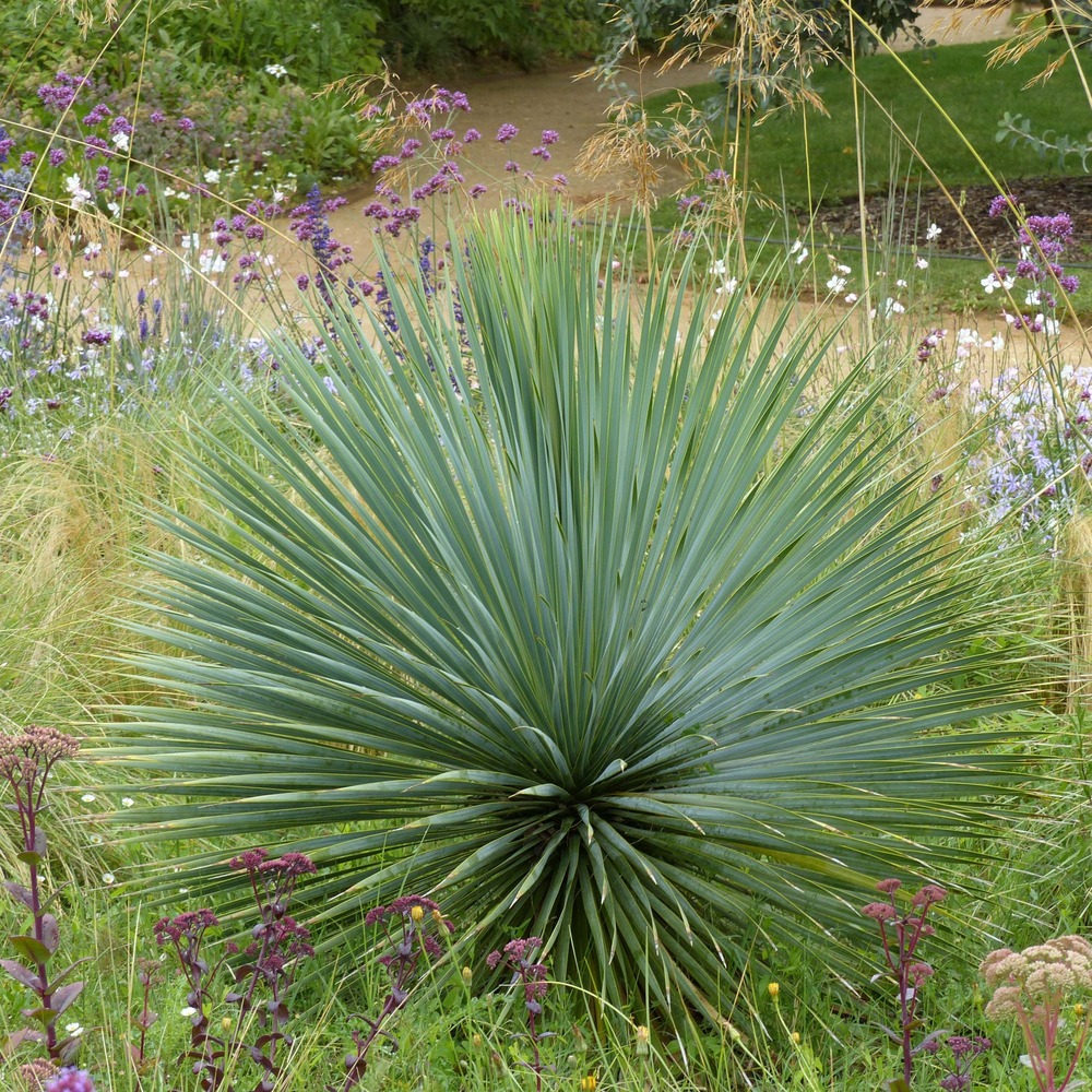 Yucca rostrata pot de 2l/3l