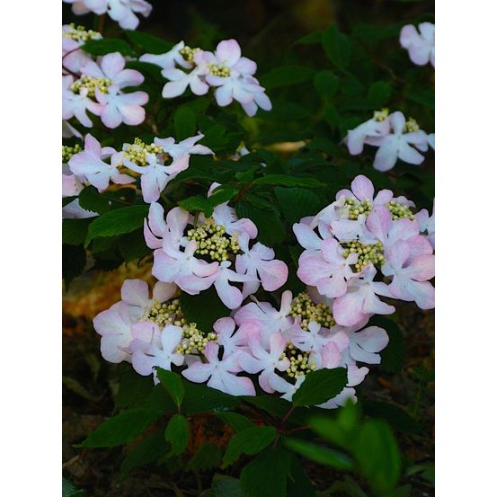 Viorne 'molly schroeder' pot de 7,5l/10l