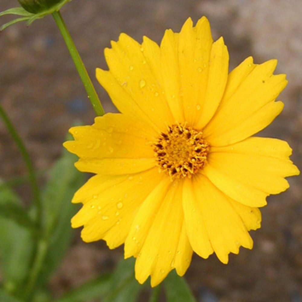 Coreopsis grandiflora etoile d'or - le pot / 8cm