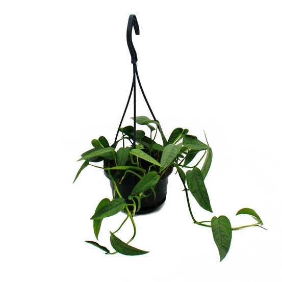 Mini plante de feu tricolore à entretien facile - epipremnum 'cebu blue