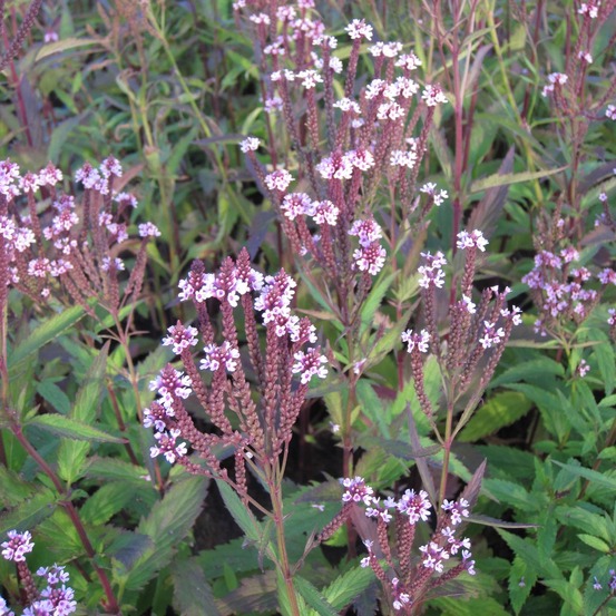 Verveine hastée 'rosea' godet de 8/9 cm