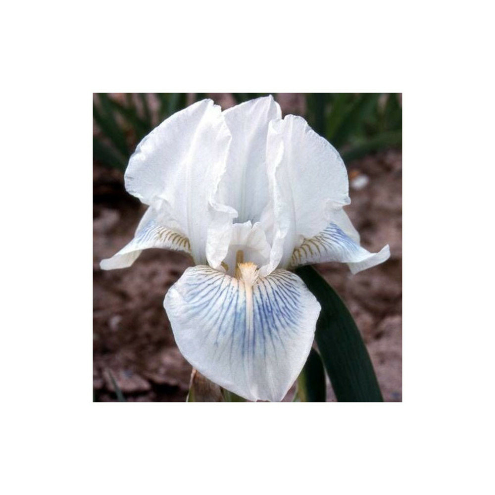 Iris des jardins cutie godet - 5/20 cm