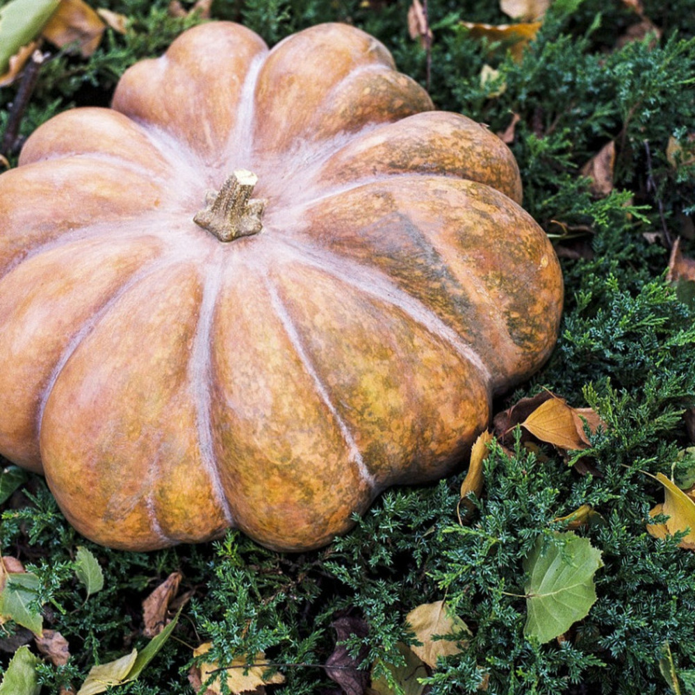 Graines de courge musquée de provence - sans traitement - vilmorin sachet