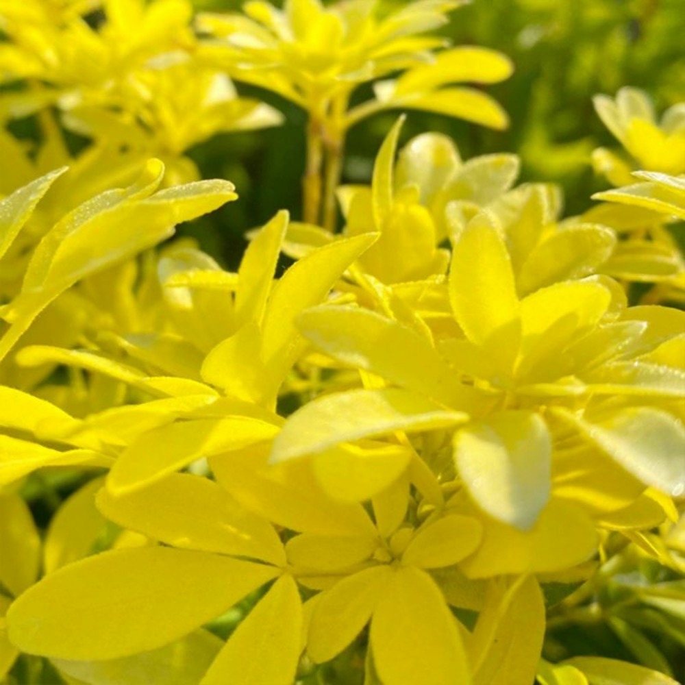 Oranger du mexique 'sundance' (choisya ternata 'sundance')