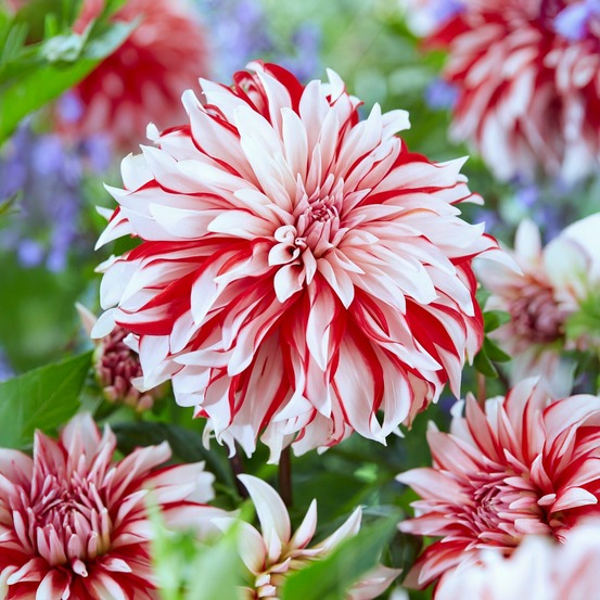 3 dahlias décoratifs santa claus - le sachet de 3 bulbes / calibre ii, vendu par lot de 4