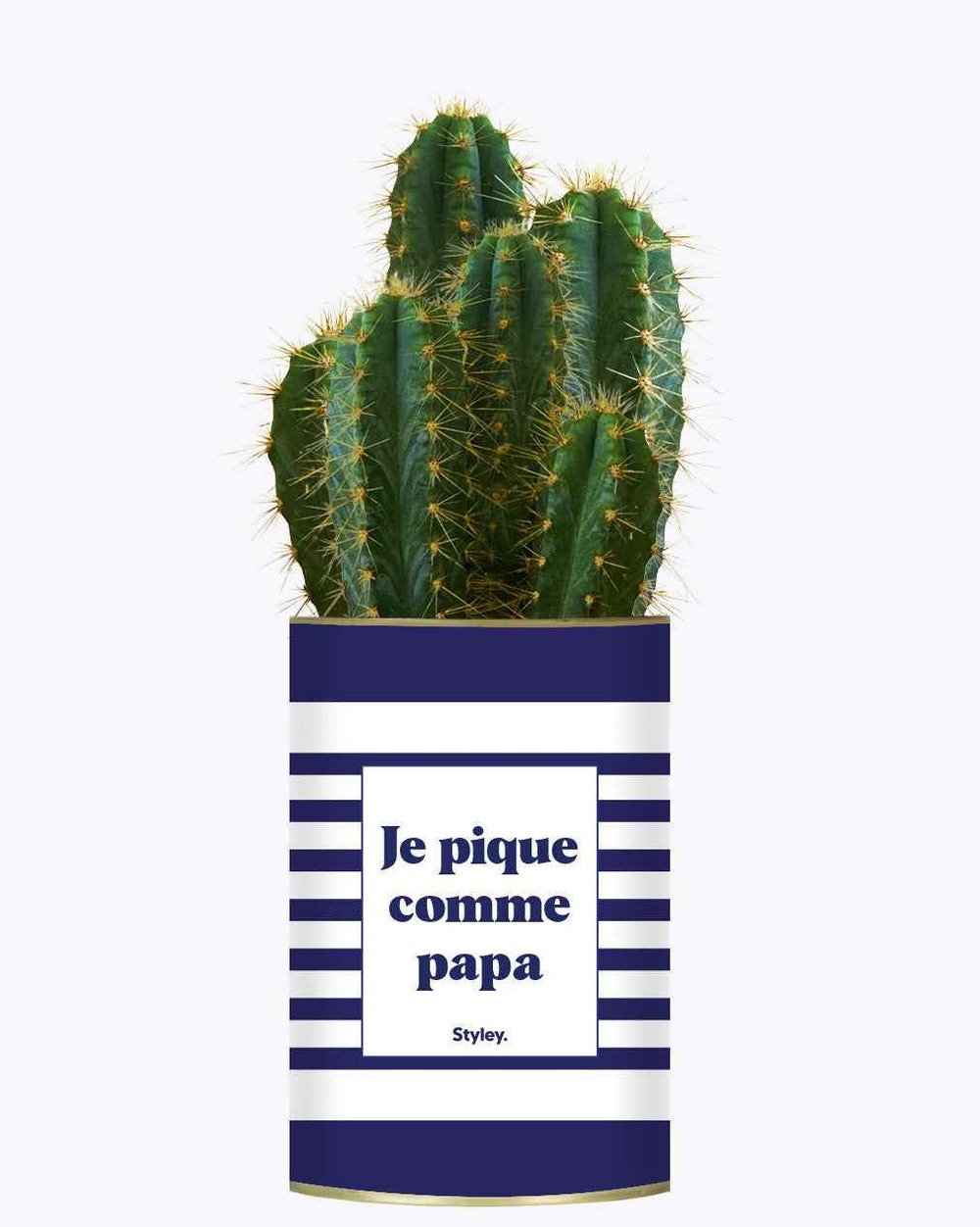 Plante à message - je pique comme papa - cactus
