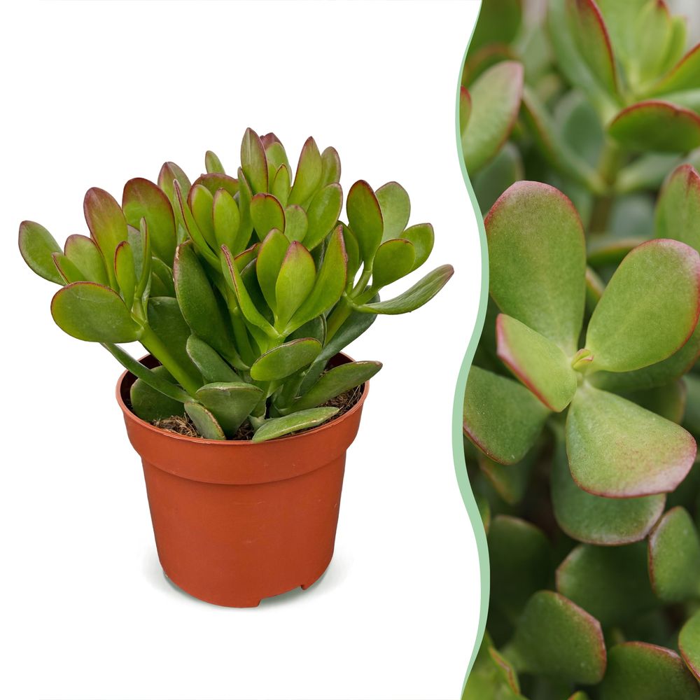 Arbre de jade - crassula ovata - lot de 6 - h 16 cm, pot ø12 cm