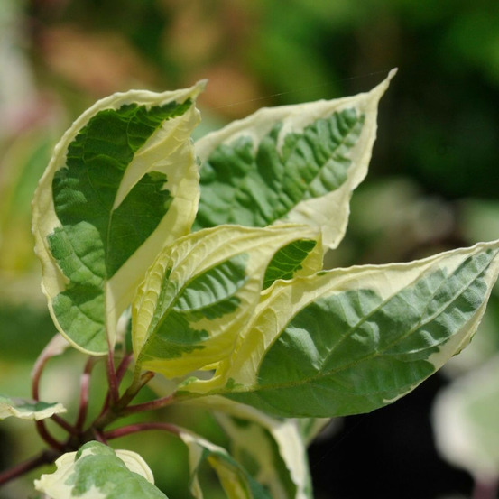 Cornouiller blanc elegantissima, cornus pot de 4l - 40/60 cm