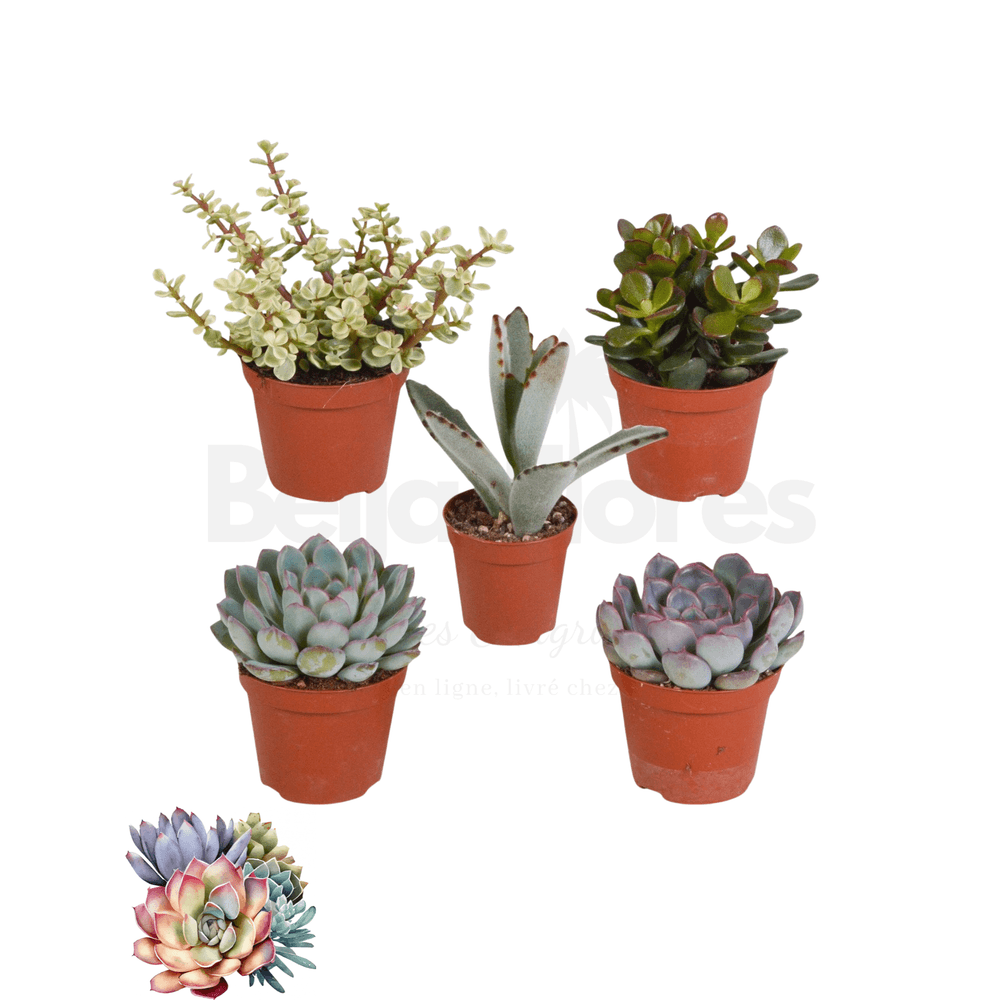 Succulentes mélange de 5 pots h-7/14cm
