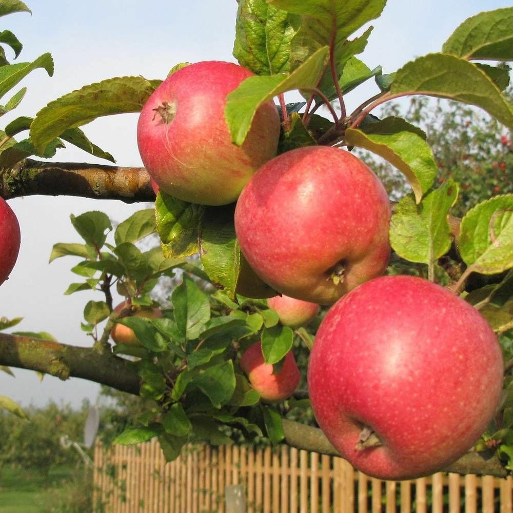 Pommier royale delbard® 'delfloga' pot de 12l - gobelet 3 ans - label rouge