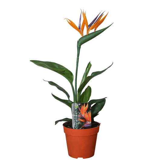 Strelitzia reginae p13 2pp (met kunstbloem) - ø13cm - ↕35cm - plantes d'intérieur