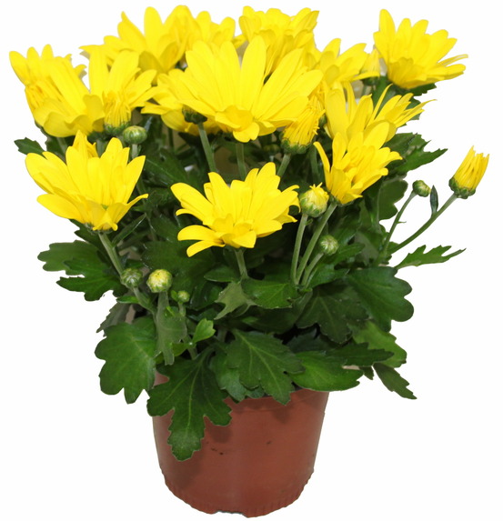 Chrysantheme multifleur jaune pot 11 cm