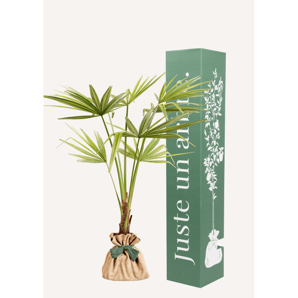 Palmier| idée cadeau : naissance, mariage, anniversaire, baptême