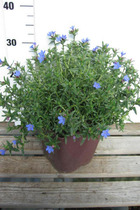 Lithodora 'heavenly blue' - en pot de 3 litres