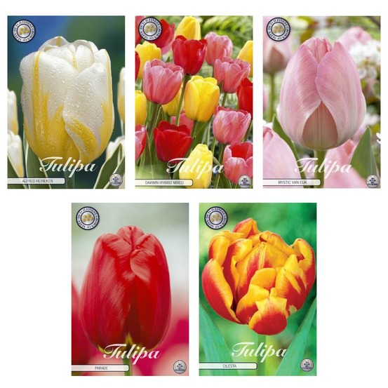 Tulipe - mélange de 5 variétés - 47 bulbes