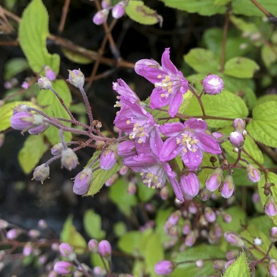 Deutzia 'rosealind' pot de 2l/3l