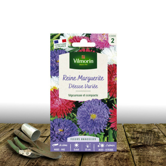 Graines de reine marguerite naine déesse variée - vilmorin sachet