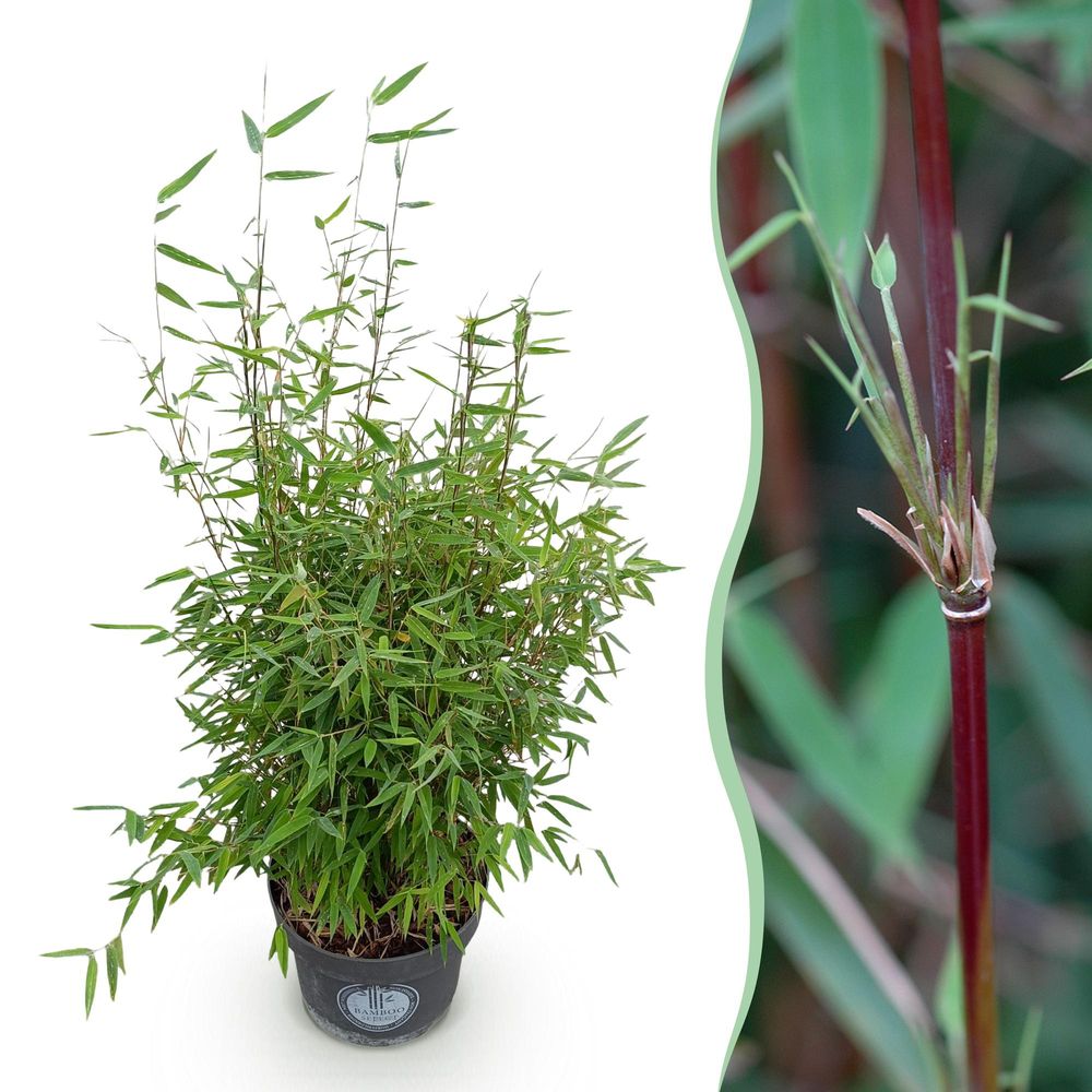 Bambou fargesia red dragon - pot 23 cm - hauteur 80 cm