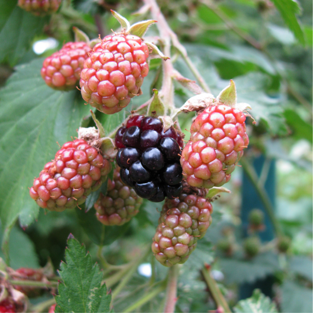 Murier chester thornless (rubus fruticosus) pot 3l
