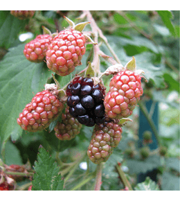 Murier chester thornless (rubus fruticosus) pot 3l