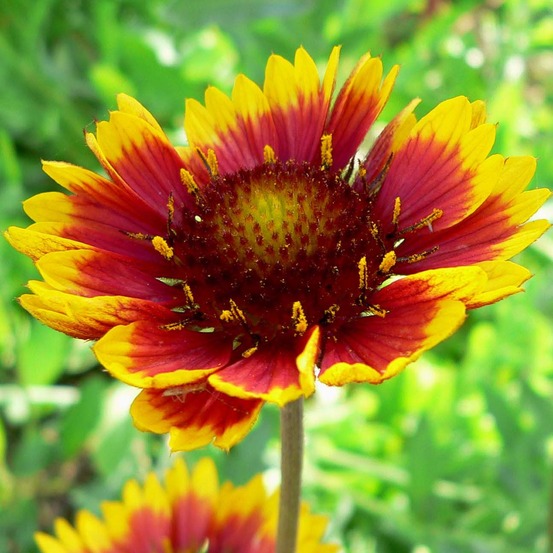 Gaillarde 'royale' godet de 7/8 cm