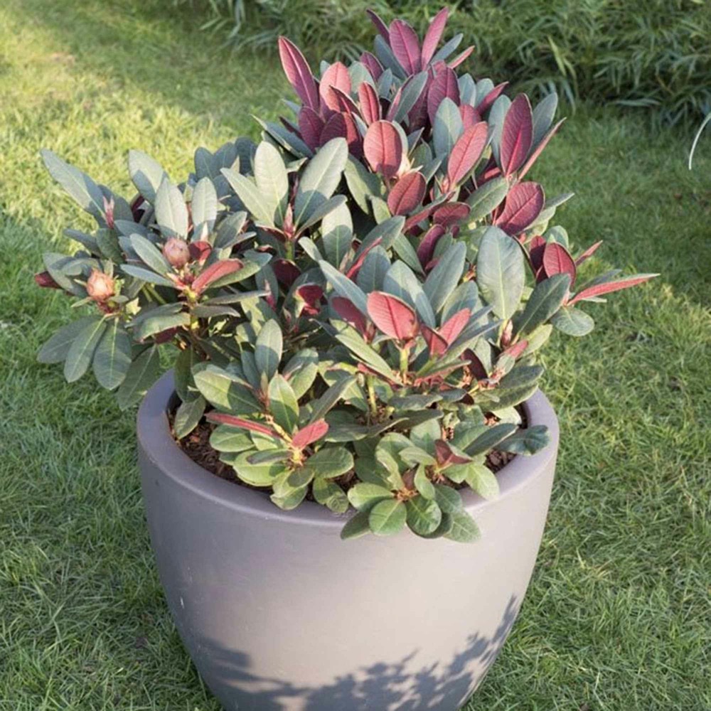 Rhododendron wine & roses - le pot / 3l / hauteur livrée 30-40cm