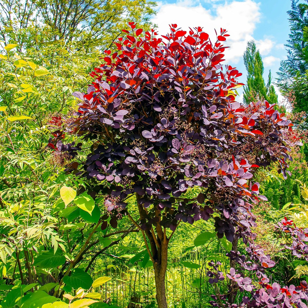 Arbre à perruque pourpre royal purple sur tige - le pot / 3l / tige 60cm / hauteur livrée environ 75cm