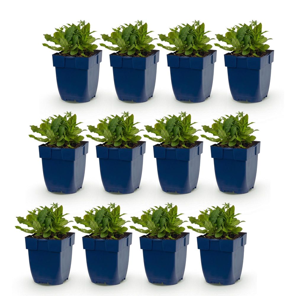 Sauge ornementale 'schneehügel' - lot de 12 - pot 11 cm - hauteur 25 cm - plante d'extérieur