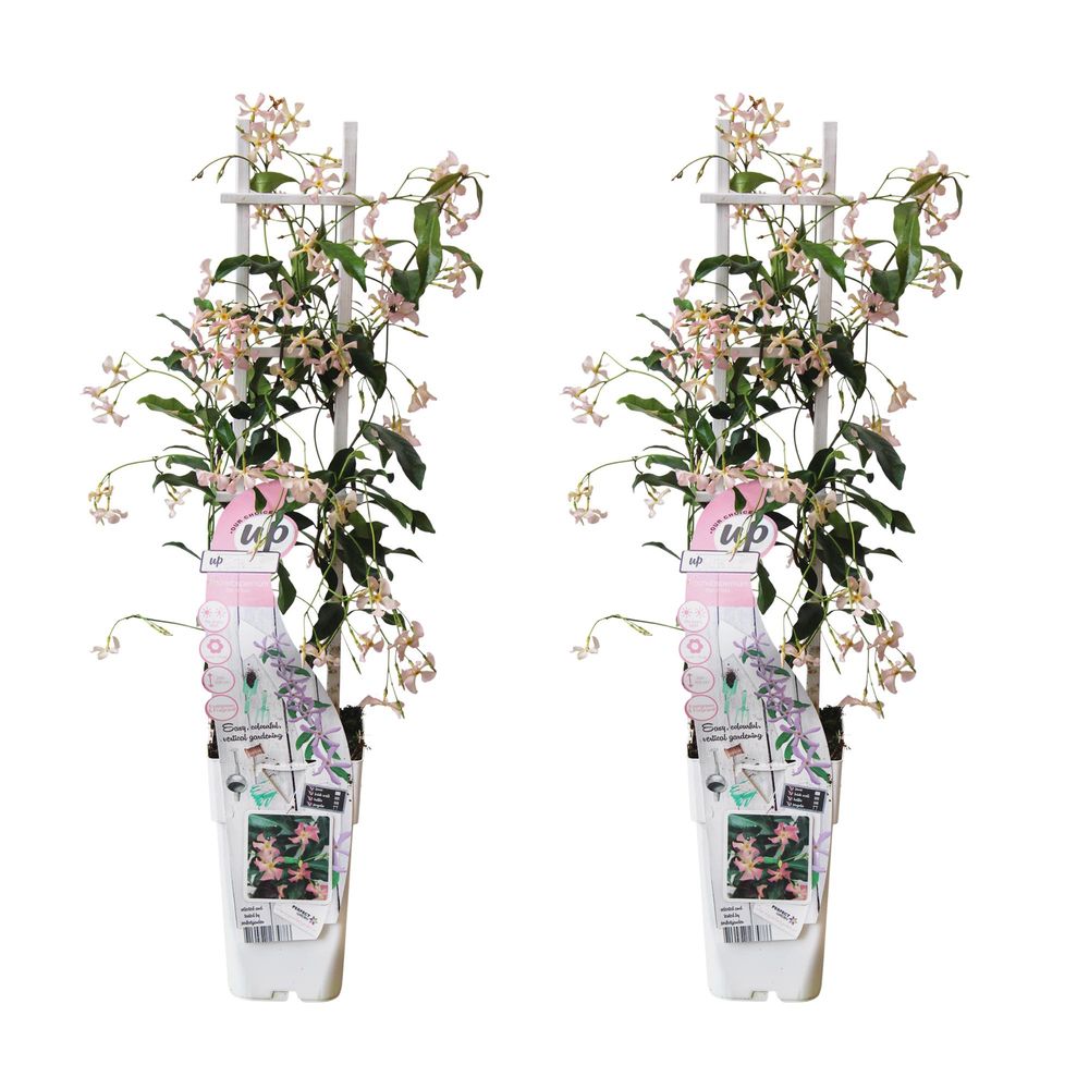 2x - trachelospermum 'star of ibiza' - h65 cm - ø15 cm - plante d'extérieur