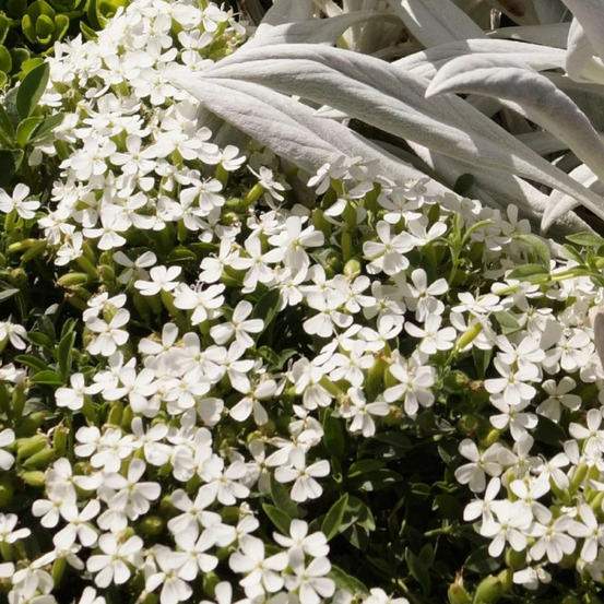 Saponaire snow tip godet - 5/20 cm