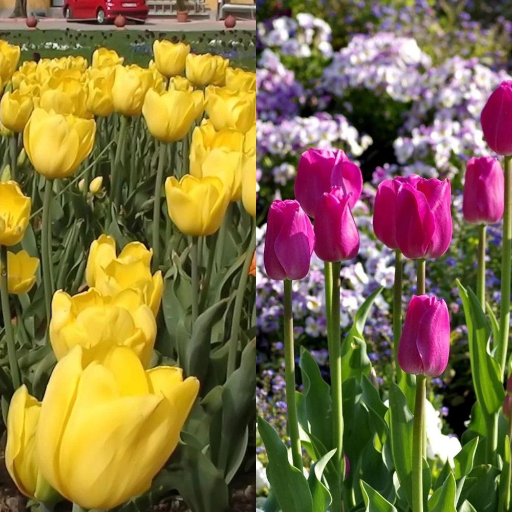 Bulbe de tulipe triomphe variées contraste sachet de 30 bulbes