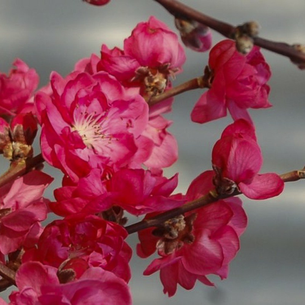 Pêcher d'ornement 'taoflora red' pot de 7,5l/10l, baliveau