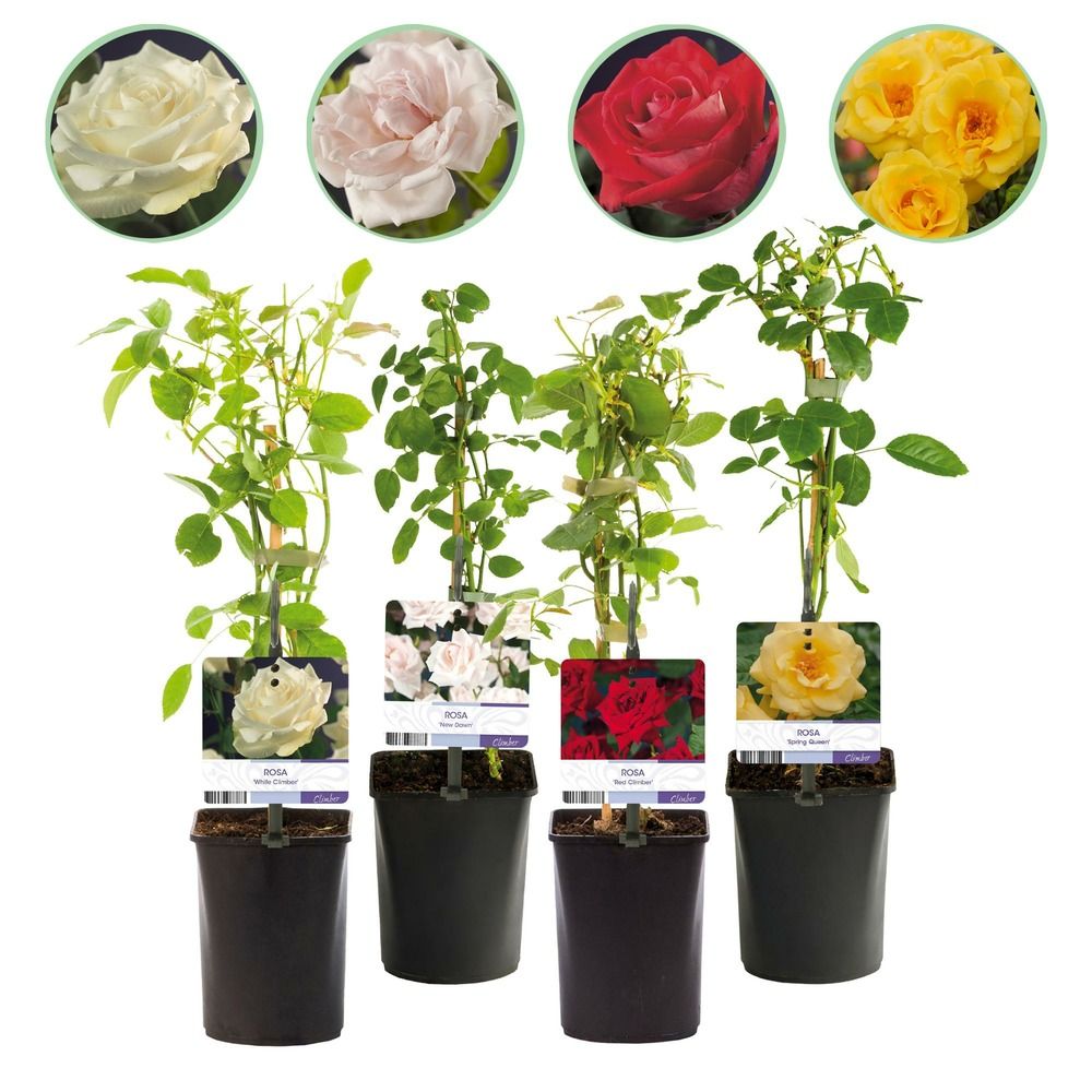 Rosier grimpant - lot de 4 - pot 11 cm - hauteur 40 cm