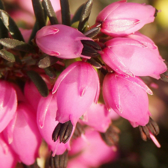 Bruyère d'hiver winter belles® 'lucie' pot de 1,5l - 10/20 cm