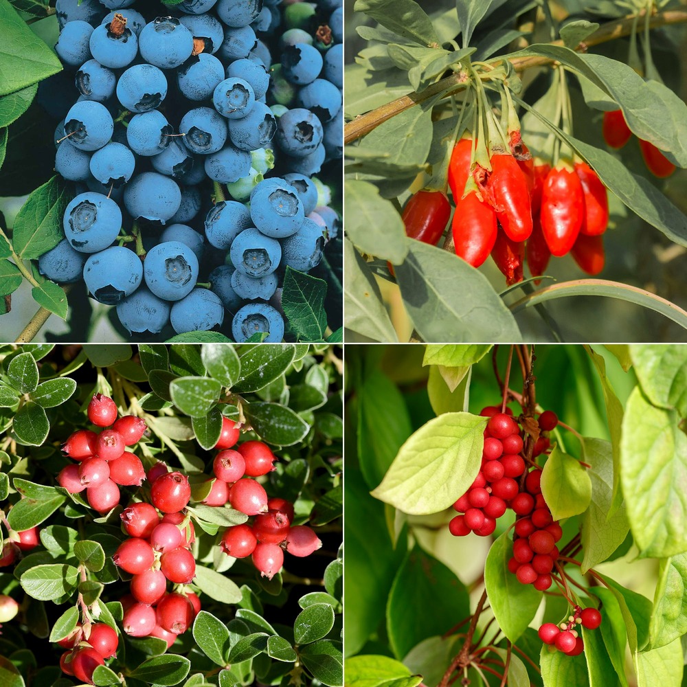 Collection de 4 arbustes à fruits vitaminés - les 4 pots