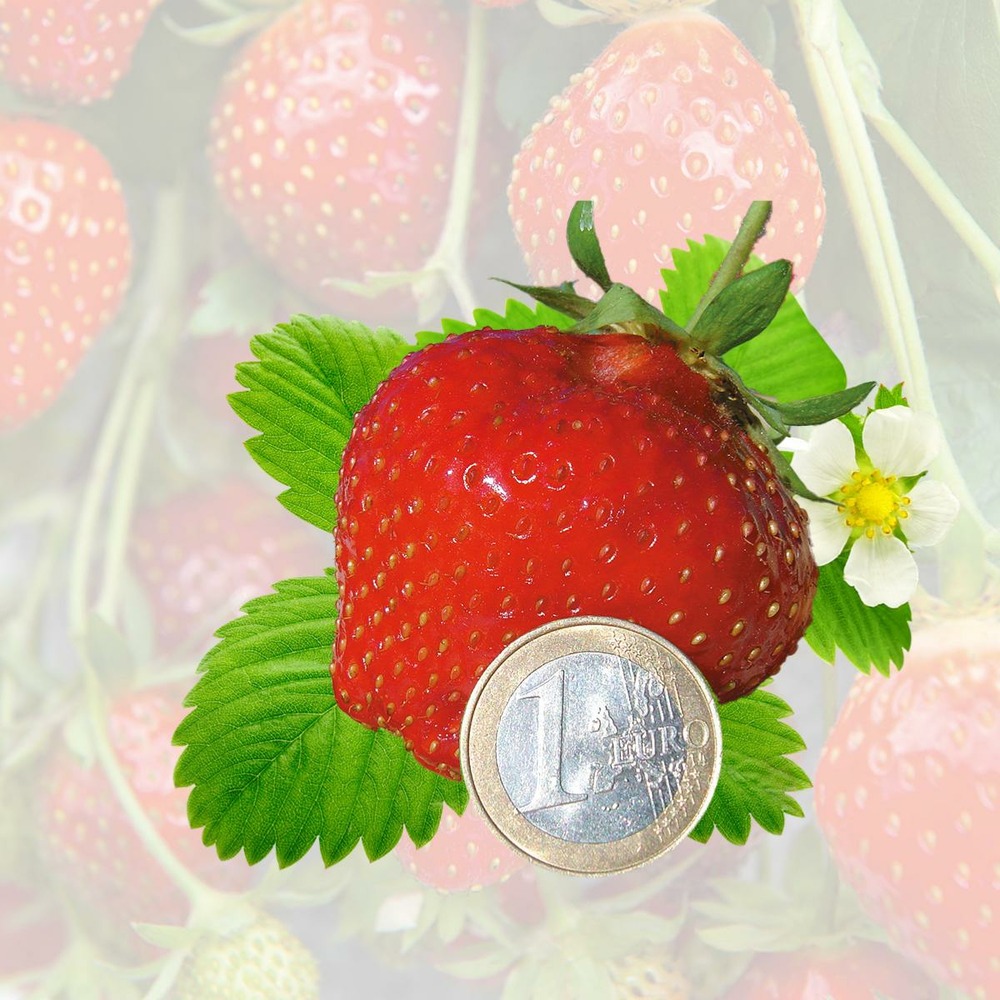 Fraisier darselect - 20 plants