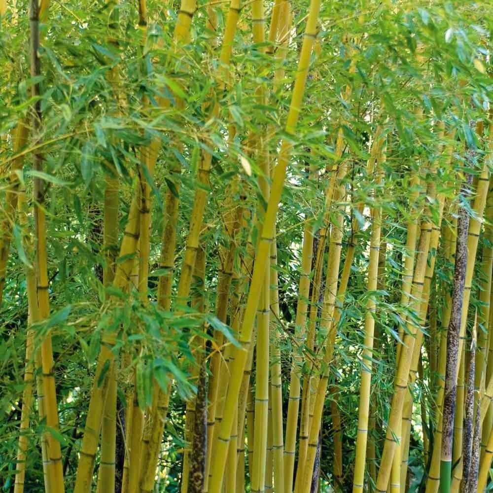 Phyllostachys aurea (bambou doré) pot de 10 litres ? 120/140 cm