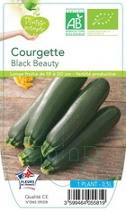 Courgette black beauty  -plant ab  en  pot 0.5 l- plante du jardin