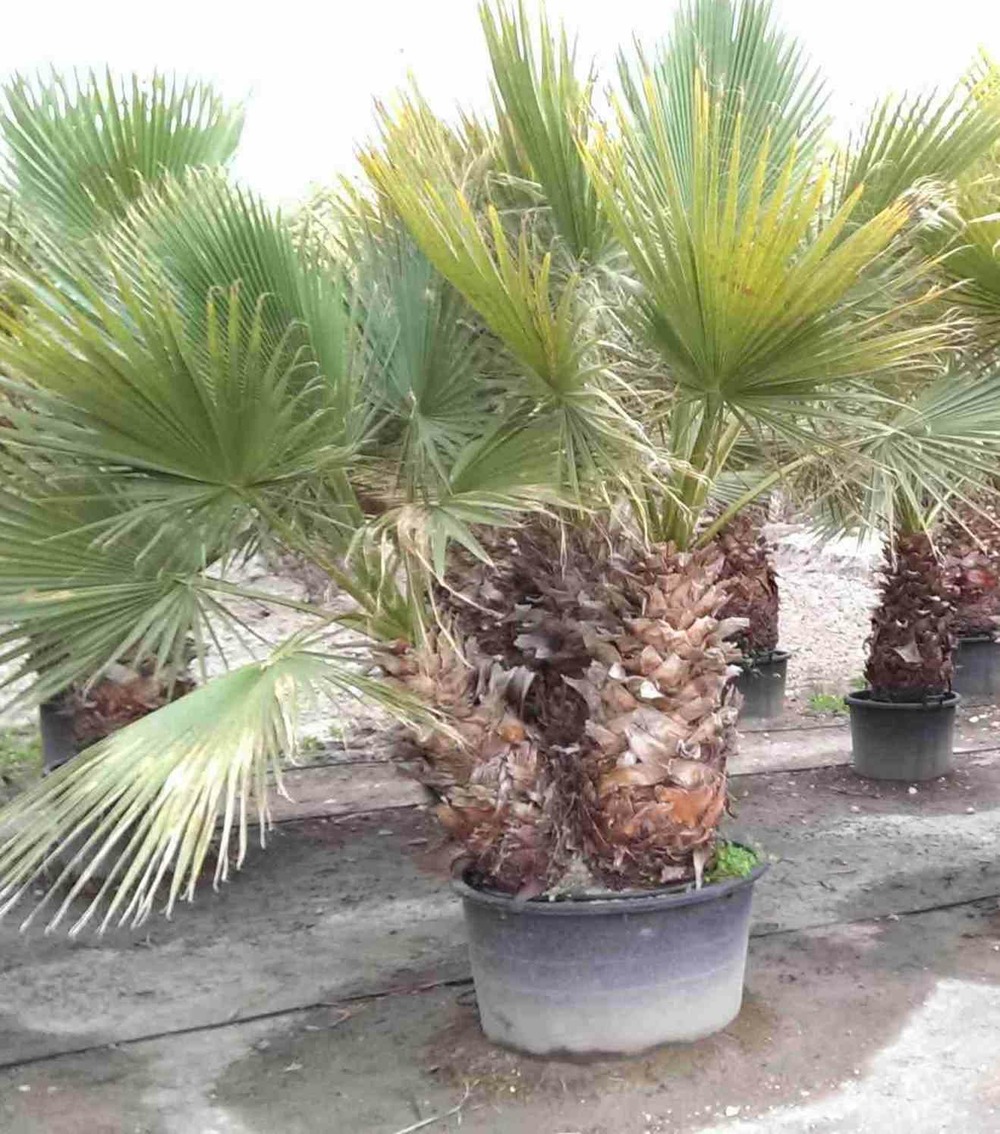 Washingtonia robusta (palmier éventail, palmier du mexique) pot 45l - 125/150cm - pied 30/40