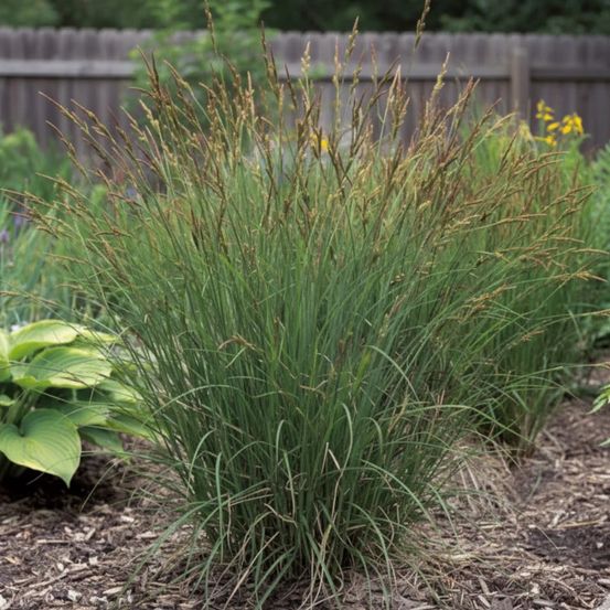 Laîche des marais, carex godet - 5/20 cm