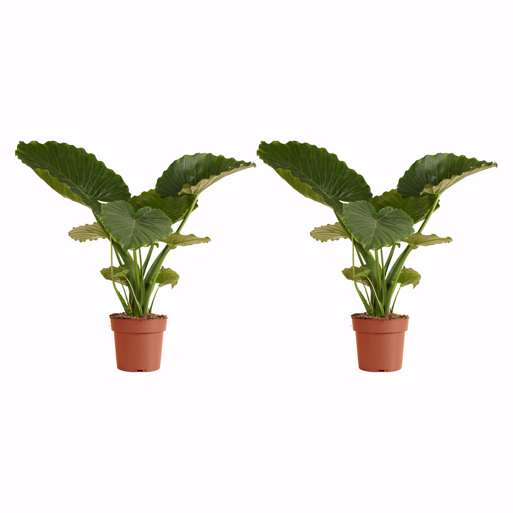 Lot de 2 alocasia gageana ‘california’ - oreille d’éléphant - 60-80 cm - pot 21 cm