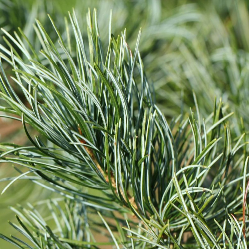 Pin tempelhof - pinus parviflora tempelhof 20/40cm pot 5l