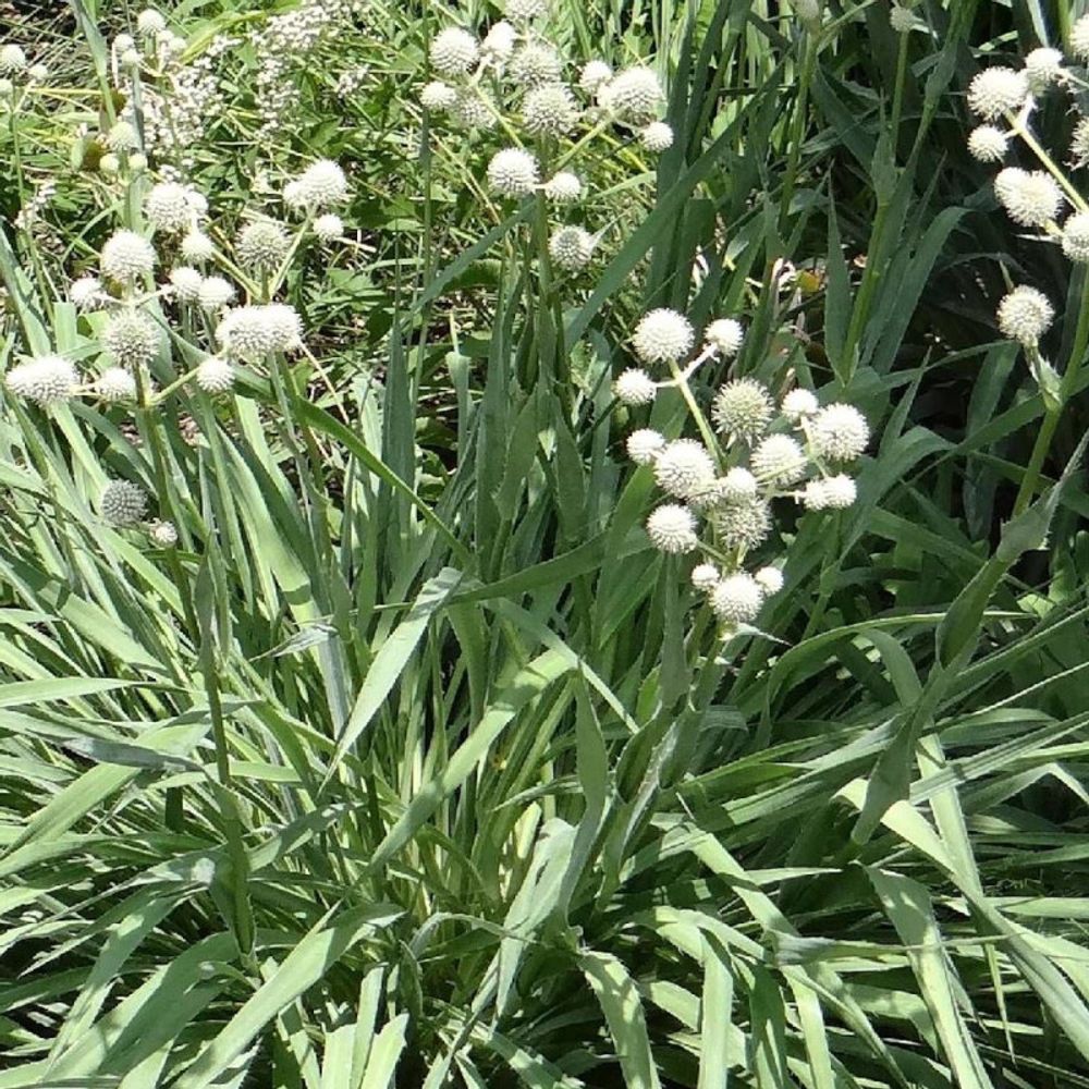 Panicaut à feuille de yucca lot de 9 godets
