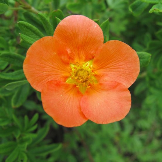 Potentille arbustive 'hopley's orange' godet de 8/9 cm